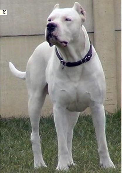 杜高犬